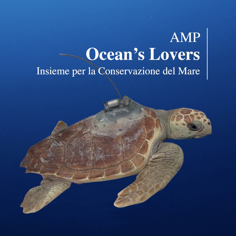 Ocean's Lovers