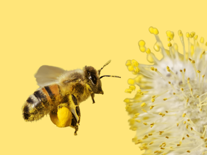 Beatrice ape bottinatrice - Attività per famiglie con bimbi piccoli