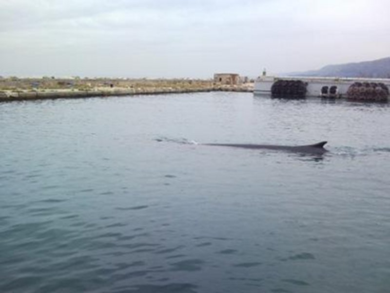 Avvistamento di balenottera comune a Trieste