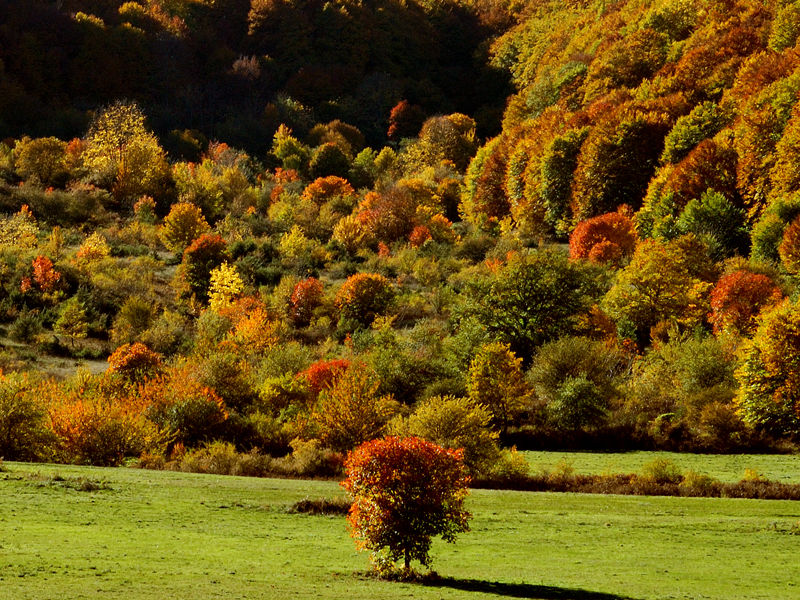 Foliage, Colori d'autunno