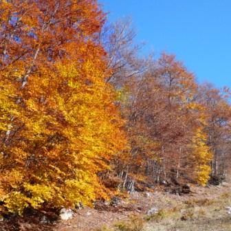 'Leaf peepers' a spasso nel Parco