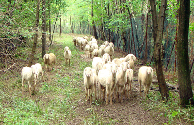 Le pecore brianzole pascolano in Polveriera