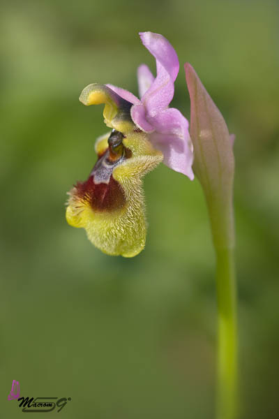 Le orchidee spontanee del Parco nel mirino di un visitatore fotografo