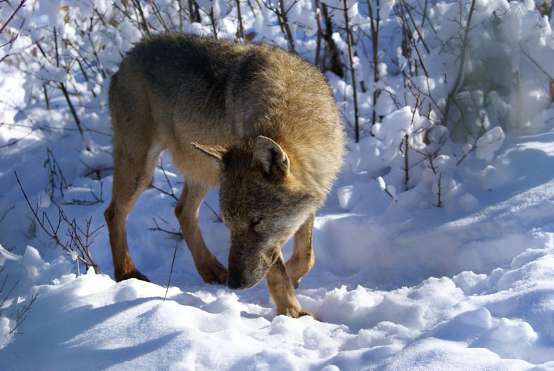 'Natura selvaggia al Parco Nazionale della Majella (Abruzzo) Wolfweekend