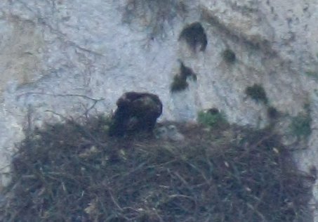  In diretta il nido dell'Aquila reale della Riserva Naturale Statale Gola del Furlo