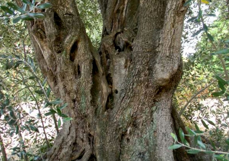 Taccuino del cercatore di alberi - Giardini Botanici Hanbury