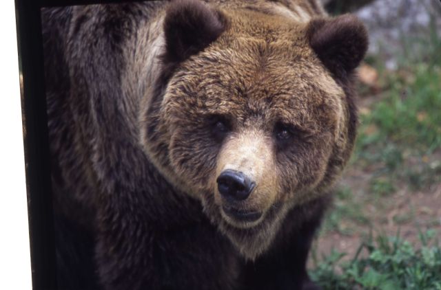 Esemplare di orso bruno (G. Volcan)