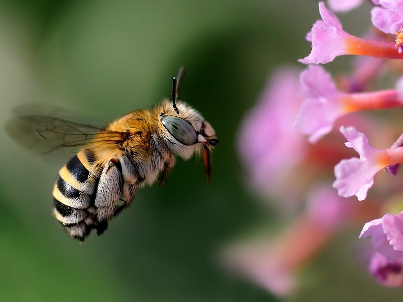 Il mondo delle api (foto di Giuseppe Bonali)