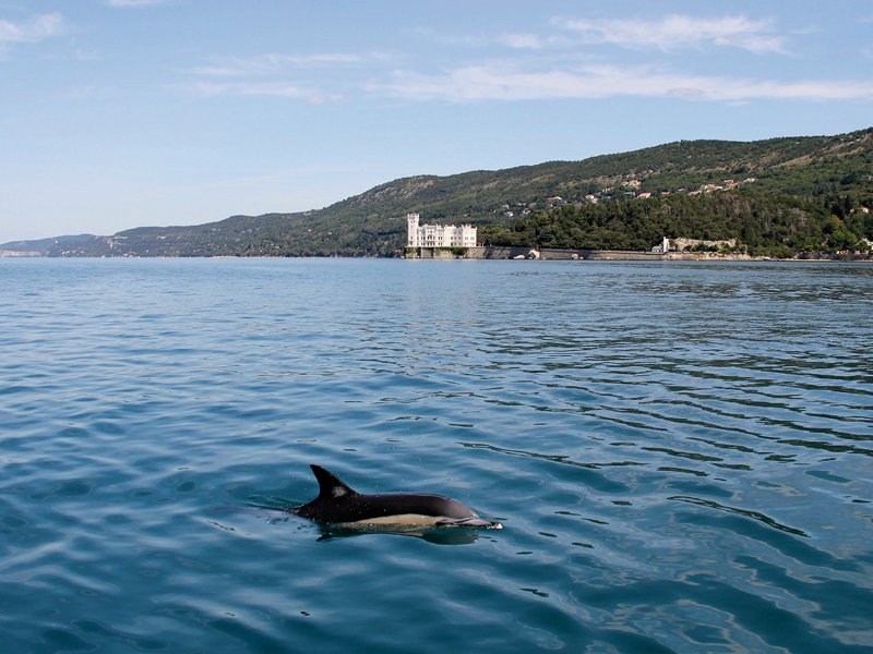 Delfino comune - foto di Saul Ciriaco