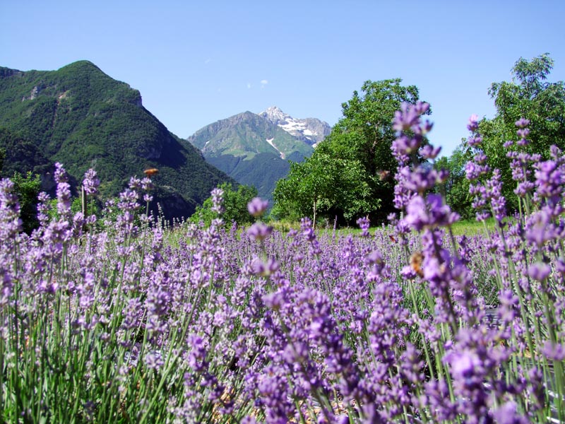 Dal 25 al 29 luglio: le iniziative del Parco Alpi Marittime e dell'Ecomuseo della Segale