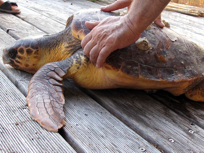 foto dell'esemplare di tartaruga Caretta caretta pescata a Barcola