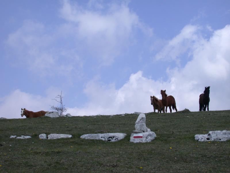 Cattura di equini incustoditi vaganti nel territorio del Parco