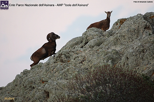 Censimento dei Mufloni nel Parco Nazionale dell'Asinara