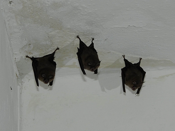 Nuova colonia di Pipistrelli nel Parco Nazionale dell'Asinara