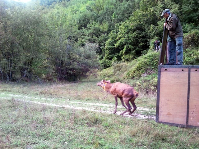 Progetto LIFE Ex-Tra: effettuato oggi l'ultimo rilascio di Cervi nel Parco dei Sibillini