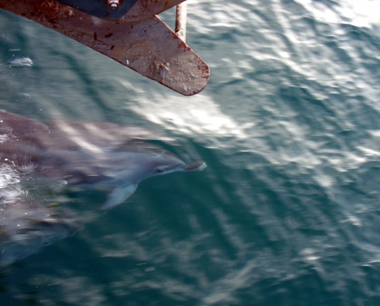 Delfini nel Golfo di Trieste, primi avvistamenti del 2013