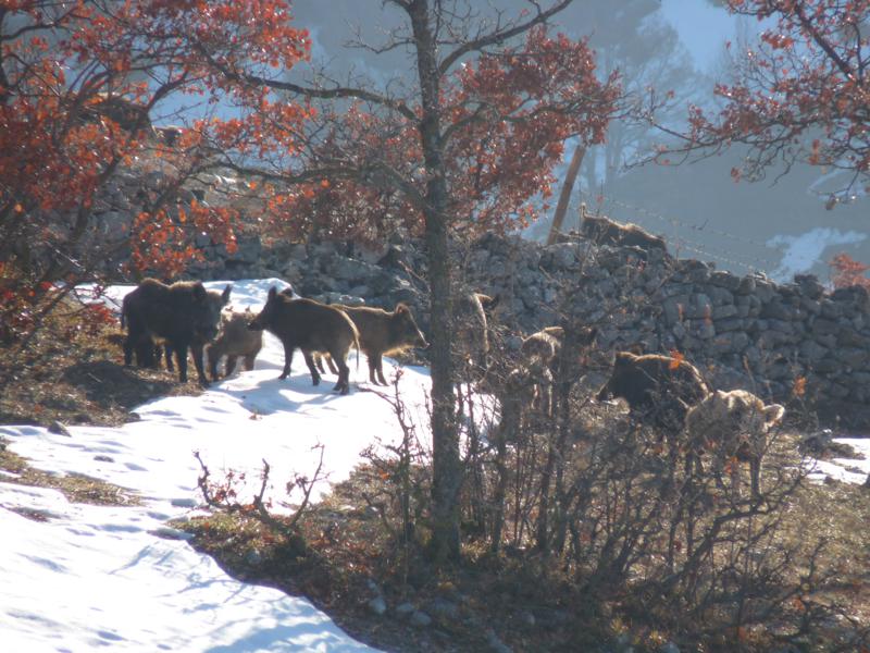 Bracconaggio: sequestrato dai Guardiaparco fucile nel Parco Naturale Regionale dei Monti Lucretili