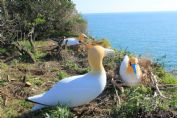 Parco di Porto Venere, richiami e sagome di sula per una nidificazione più sicura