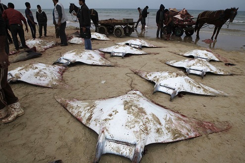 Notizie dal mondo: centinaia di mante spiaggiate a Gaza Bay