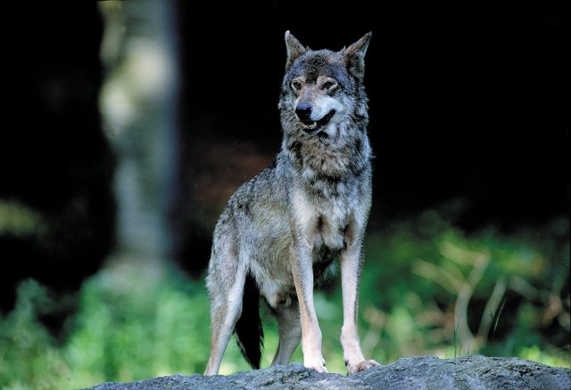 Due lupi trovati morti nell'arco di pochi giorni, cresce la preoccupazione