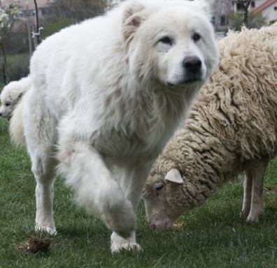 Prima consegna di cani pastori abruzzesi ad un'azienda zootecnica del parco