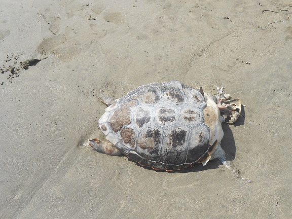 Altri 3 casi di tartarughe marine decedute