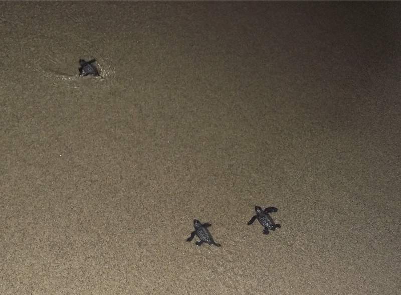 La nostra tartaruga Caretta Caretta ha scelto Stongoli Marina come sito di nidificazione