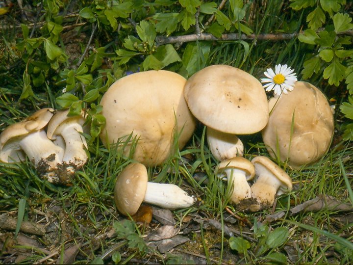 Ottobre con i funghi corsi di Formazione Micologica