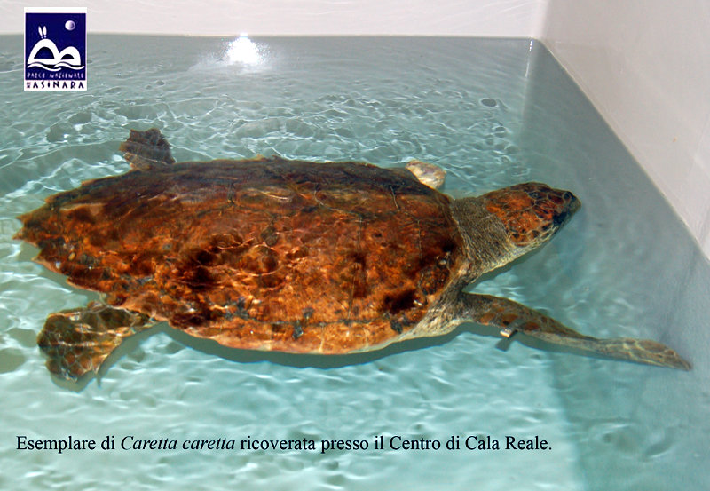 Recupero di una tartaruga marina proveniente dalla Corsica