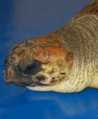 Operazione chirurgica su Tartaruga marina (Caretta caretta)