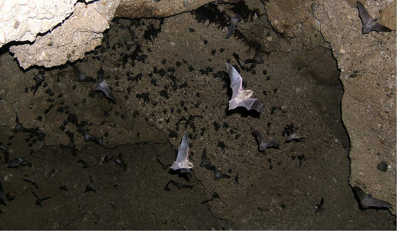 Pipistrelli in Friuli Venezia Giulia: conoscenza e protezione