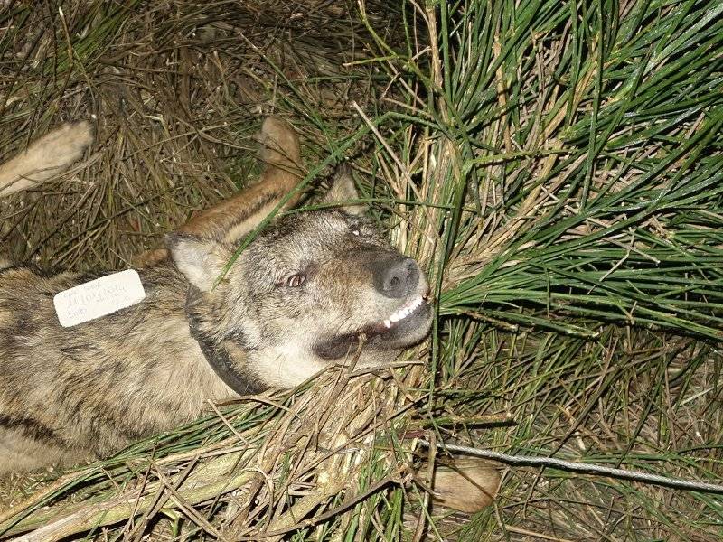 Lupo ucciso nel Parco Nazionale della Majella