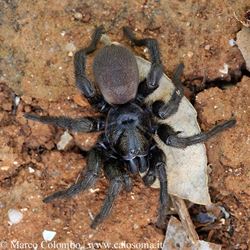 Determinata una nuova specie di ragno all'interno del Parco di Porto Conte si chiama Amblyocarenum nuragicus