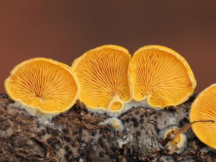 Alberi, funghi e educazione ambientale