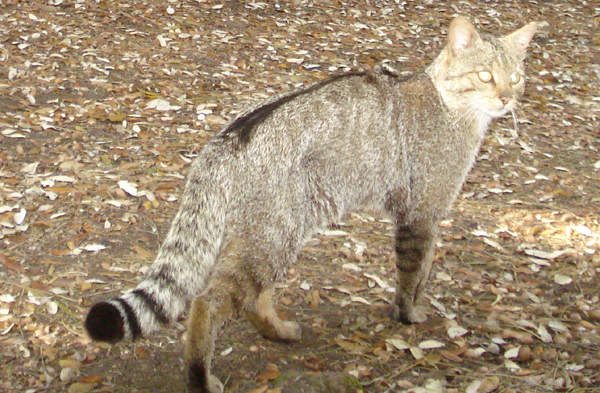 Parco dell'Etna: al via progetto per la conservazione del gatto selvatico