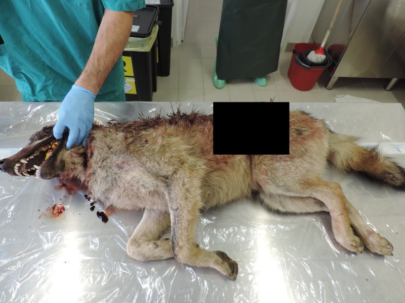 Ritrovato nel Parco un lupo ucciso a colpi di fucile
