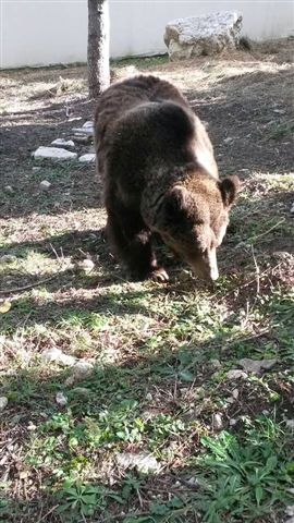 Il Parco Nazionale della Majella adotta l'orsa Caterina