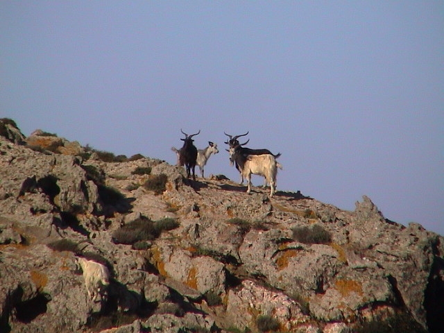 Catture di ibridi di cinghiale e capre rinselvatichite nel Parco Nazionale dell'Asinara