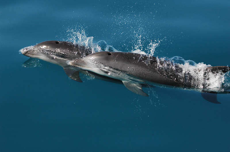 Ultime escursioni al Santuario dei Cetacei alla scoperta dei delfini