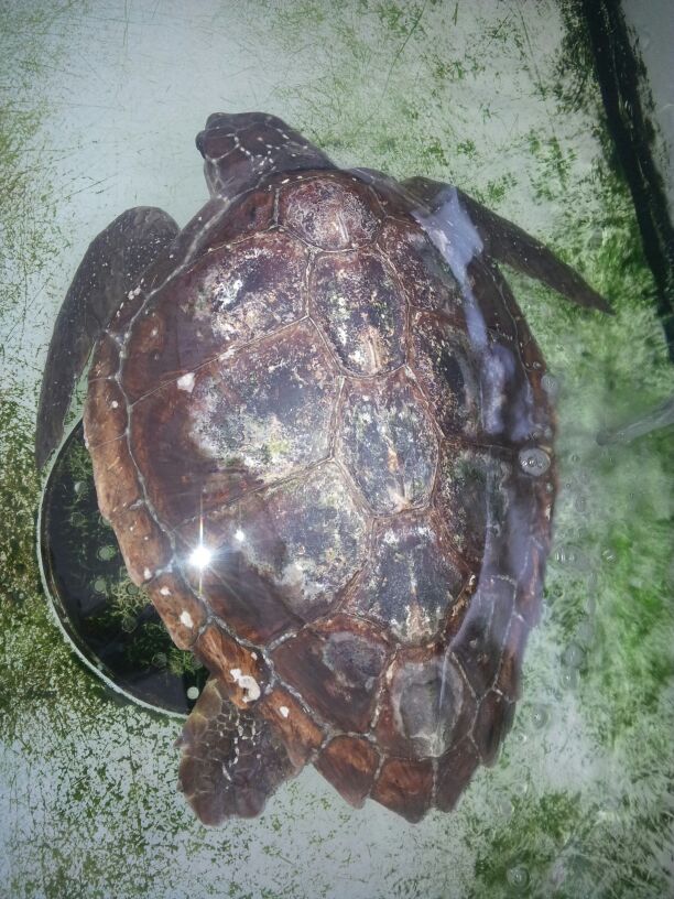 Nuovi arrivi al centro di recupero tartarughe dell'AMP