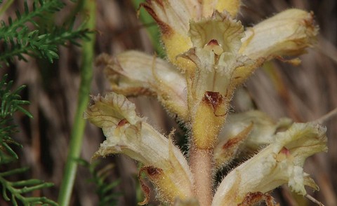 Una nuova pianta endemica arricchisce la biodiversità del Parco: Orobanche apuana Domina & Soldano