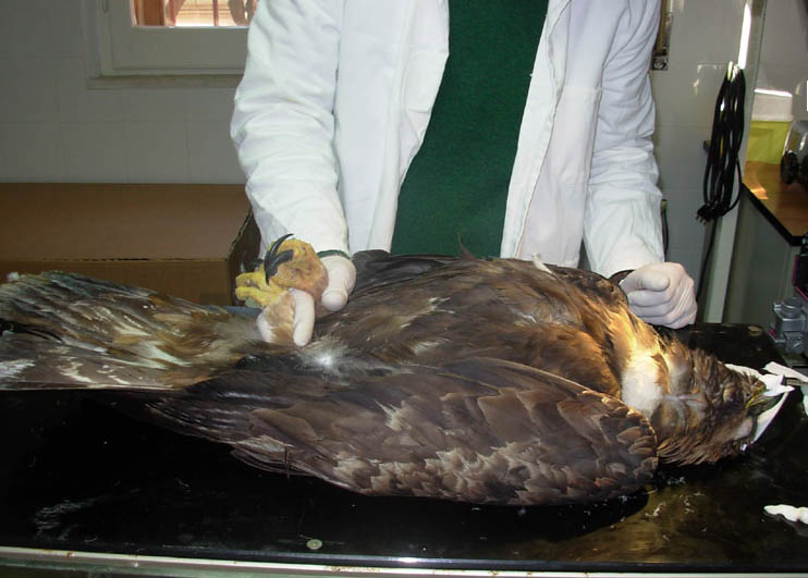 Un esemplare di aquila reale ferita alcuni anni fa con arma da fuoco