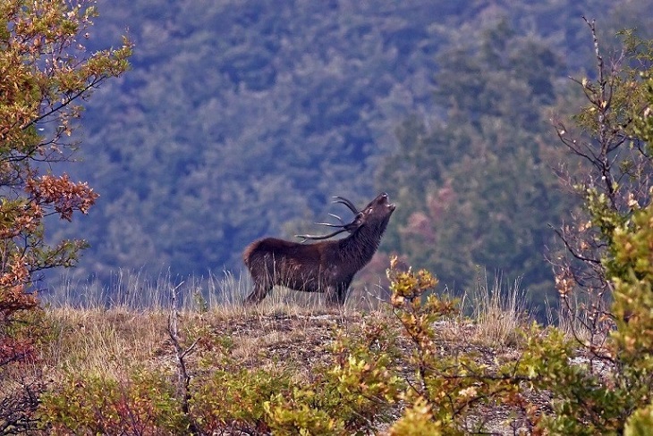 Ritorna a fine settembre il censimento del cervo al bramito