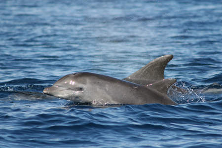 Avvistamento delfini a Capo murro di Porco