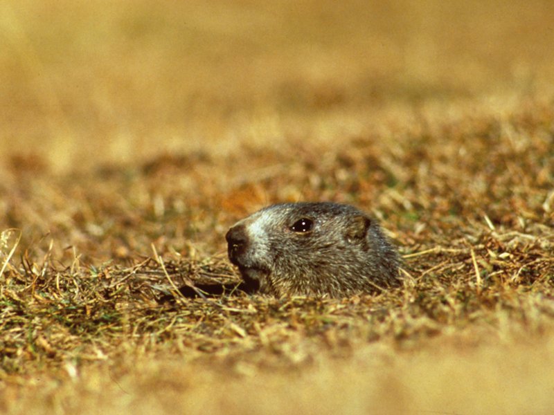 Marmotta che sbuca dal terreno