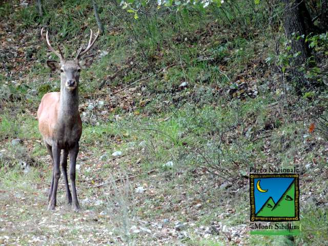 Settimo censimento del cervo al bramito nel Parco nazionale dei Monti Sibillini
