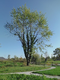 Disponibili diversi alberi da adottare nel Parco fluviale Gesso e Stura