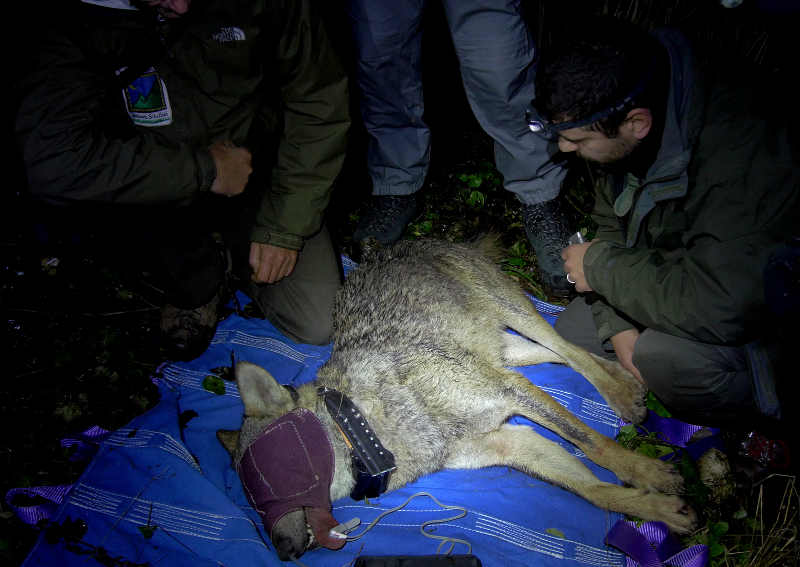 Parco Nazionale dei Monti Sibillini: avviato il monitoraggio satellitare del lupo