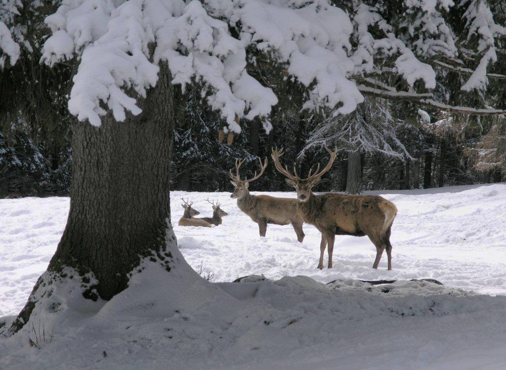 Il Parco d'inverno - Da 27 dicembre al 6 gennaio e fino a fine marzo 2016