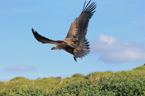 Esempi di gestione dell'avifauna nel Parco di Porto Conte